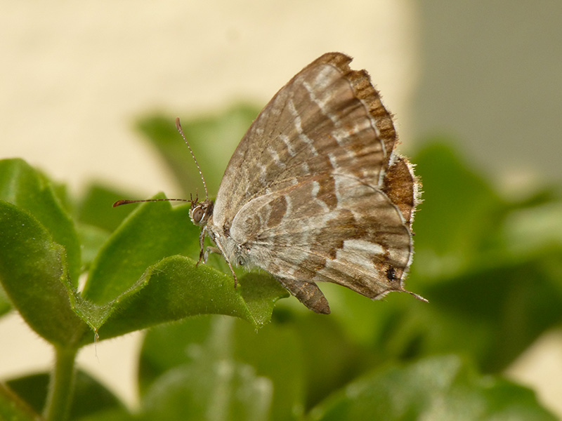 Cacyreus marshalli